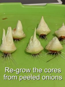 re-grow the cores from peeled onions